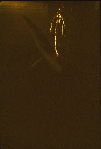 'An Installation with growing paddy field', 'Exhibited in 5th International Triennale - India Awarded Communication Certificate by the International Jury Collection: Masanori Fukuoka'